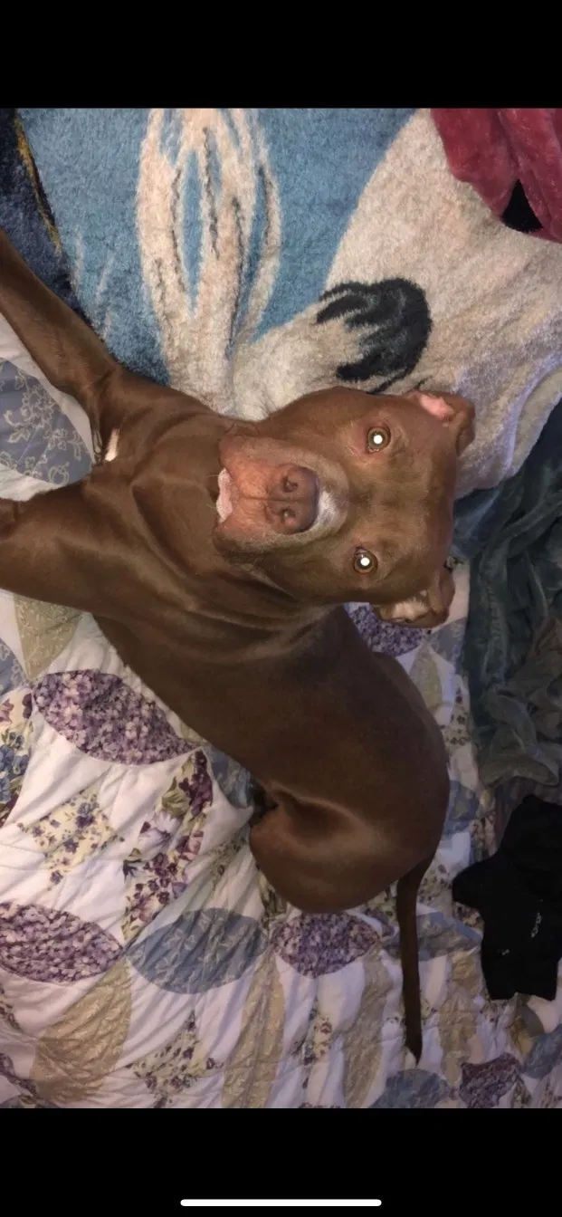Lost dog in Chicago, IL, 60617