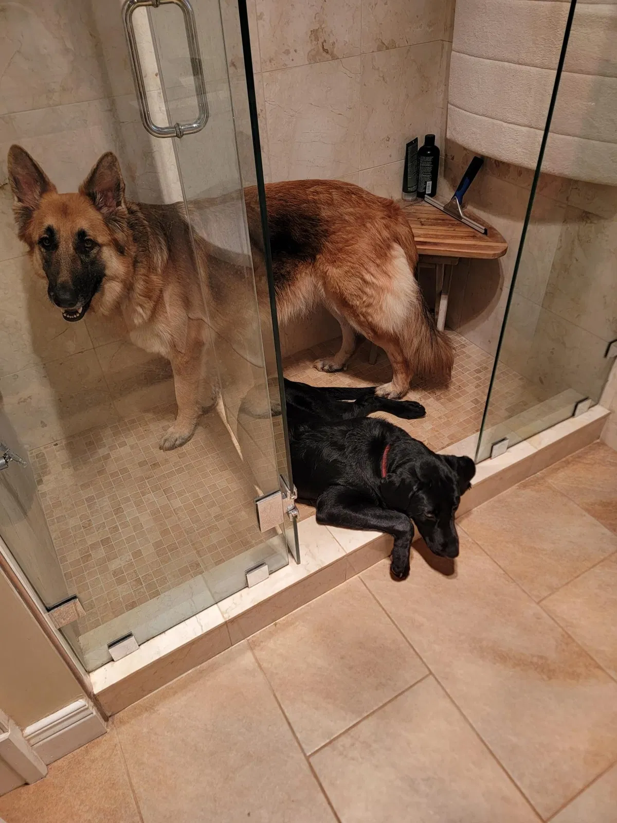 Lost dog in Smyrna, TN, 37167