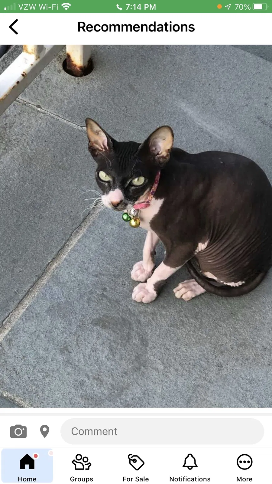 Lost cat in Atlantic Beach, NY, 11509