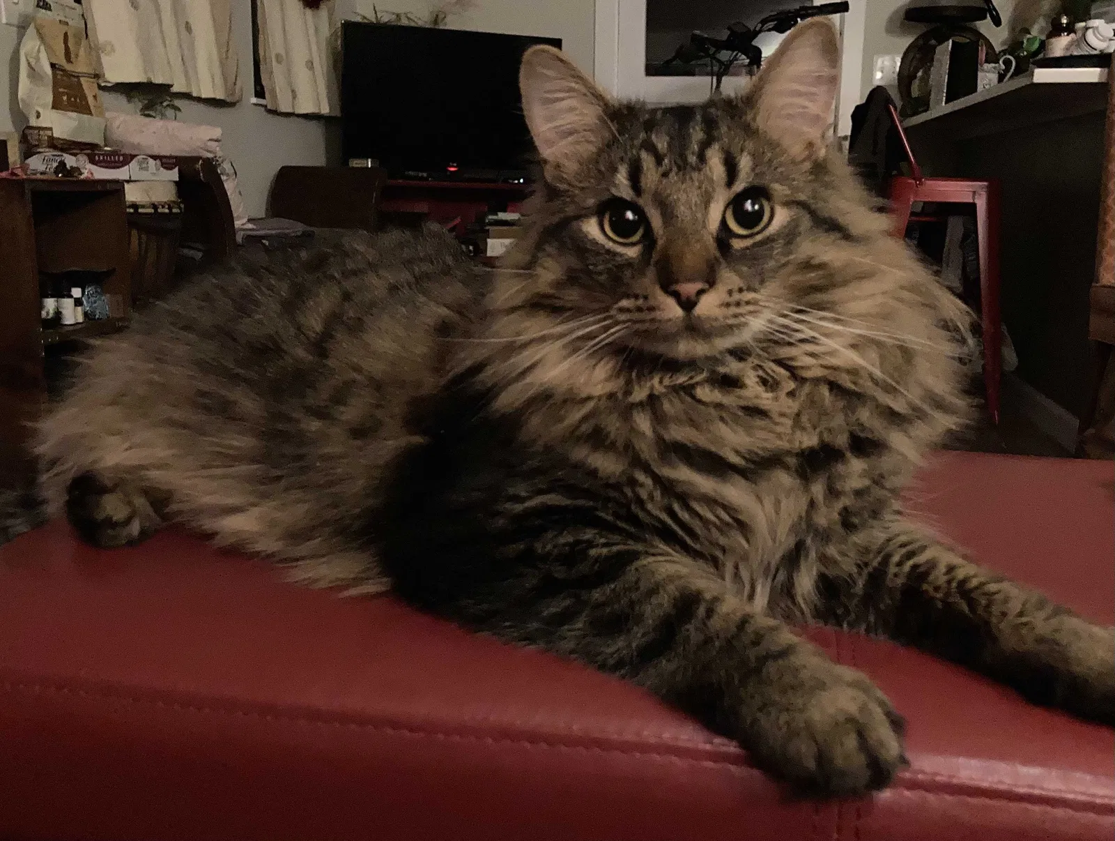 Lost cat in Seattle, WA, 98125