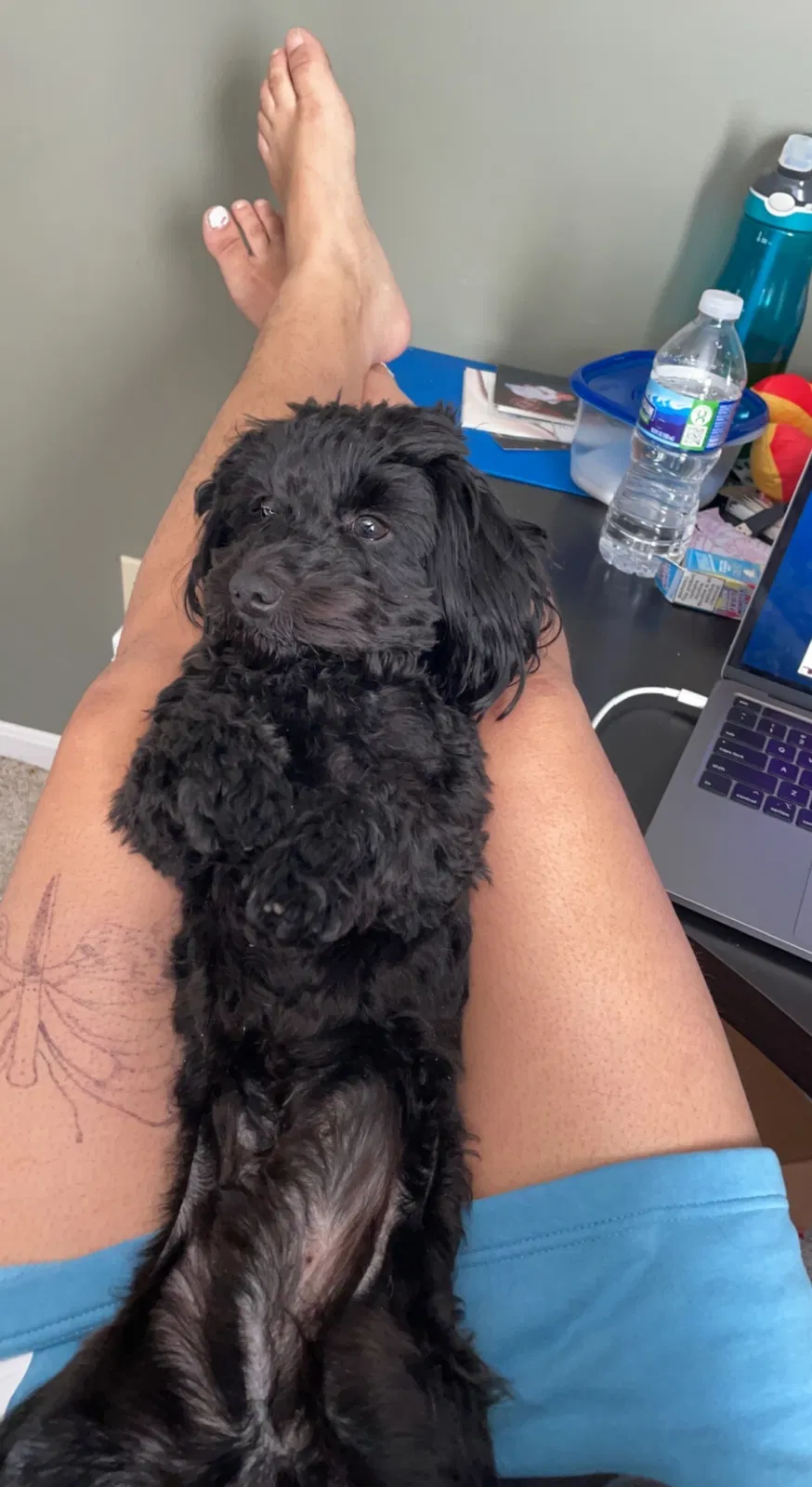 Lost dog in Columbus, OH, 43219