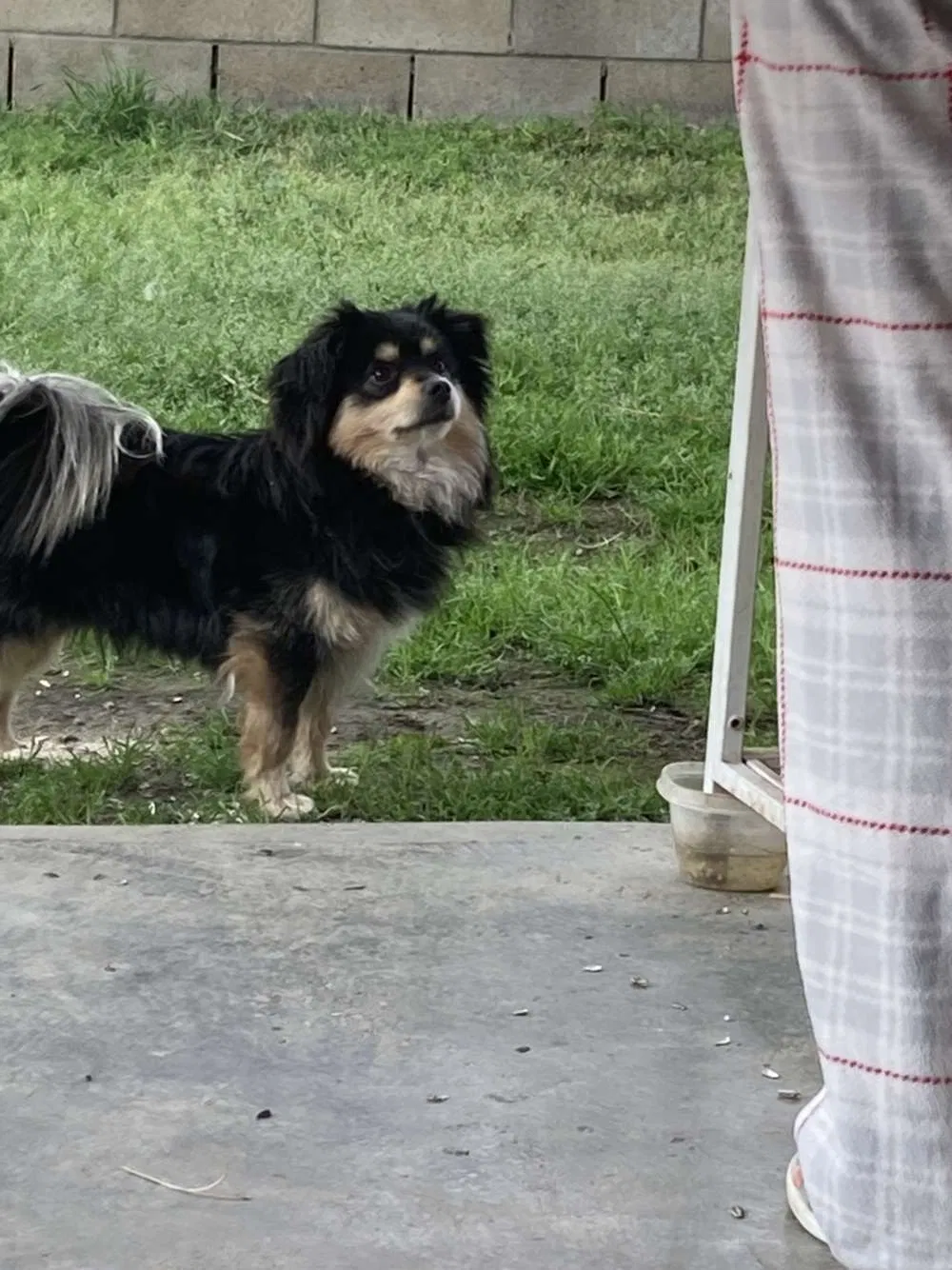 Lost dog in Bakersfield, CA, 93307