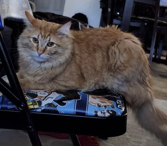 Lost cat in San Antonio, TX, 78245