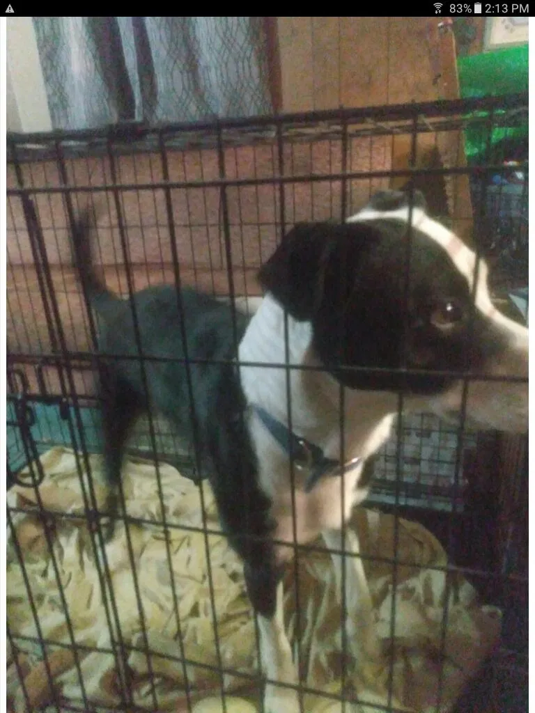 Lost dog in Grangeville, ID, 83530