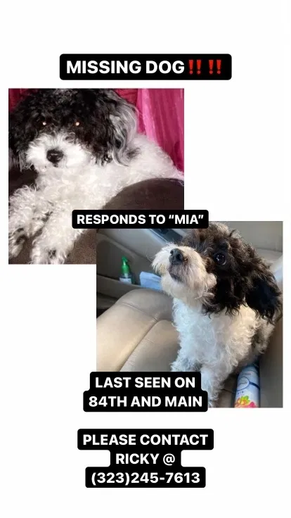 Lost dog in Los Angeles, CA, 90003