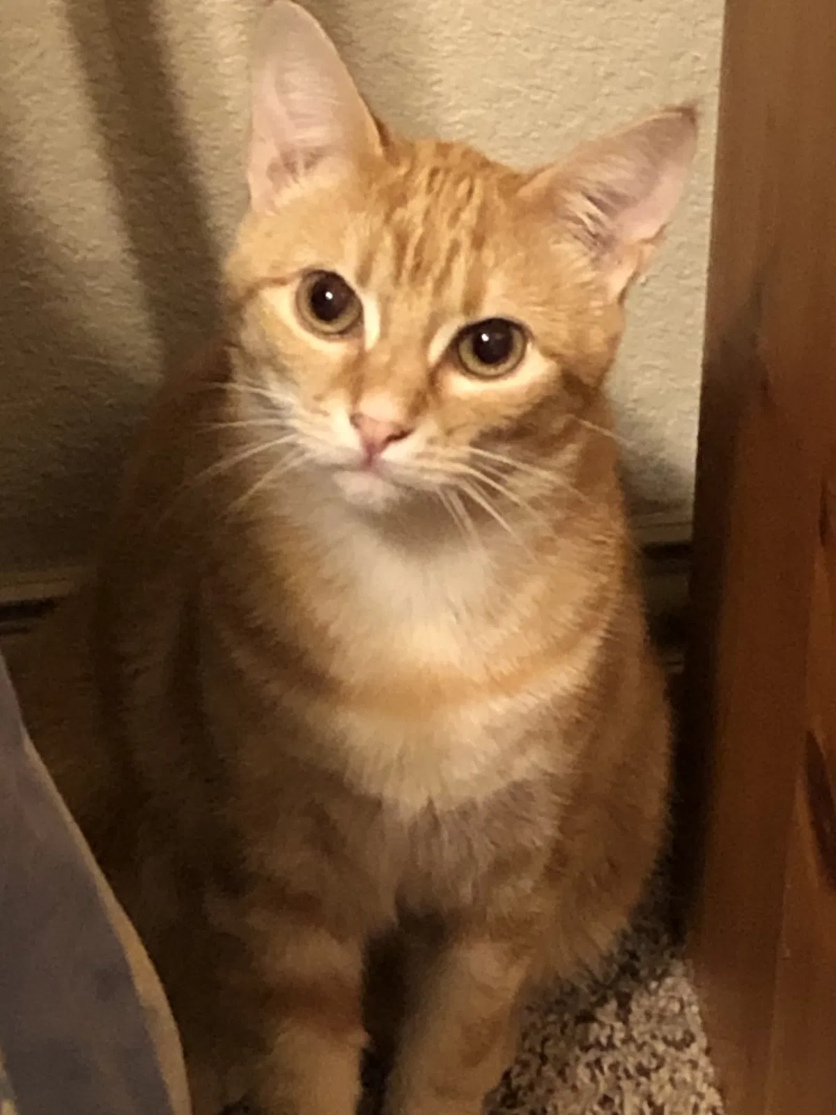 Lost cat in Keller, TX, 76244