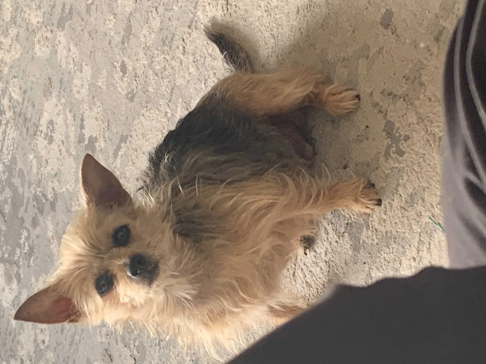 Lost dog in Jacksonville, FL, 32218