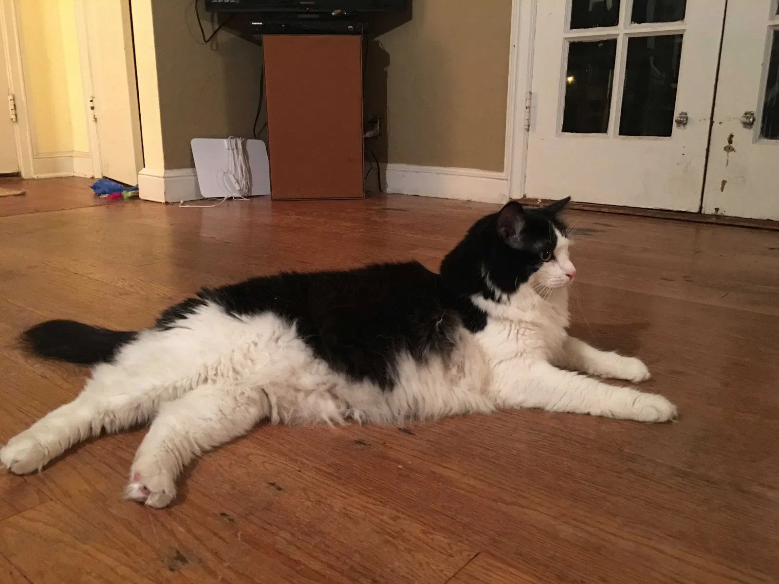 Lost cat in Kansas City, MO, 64114