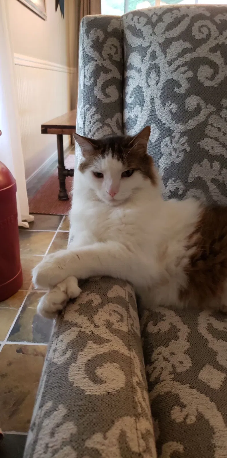 Lost cat in Livonia, NY, 14487