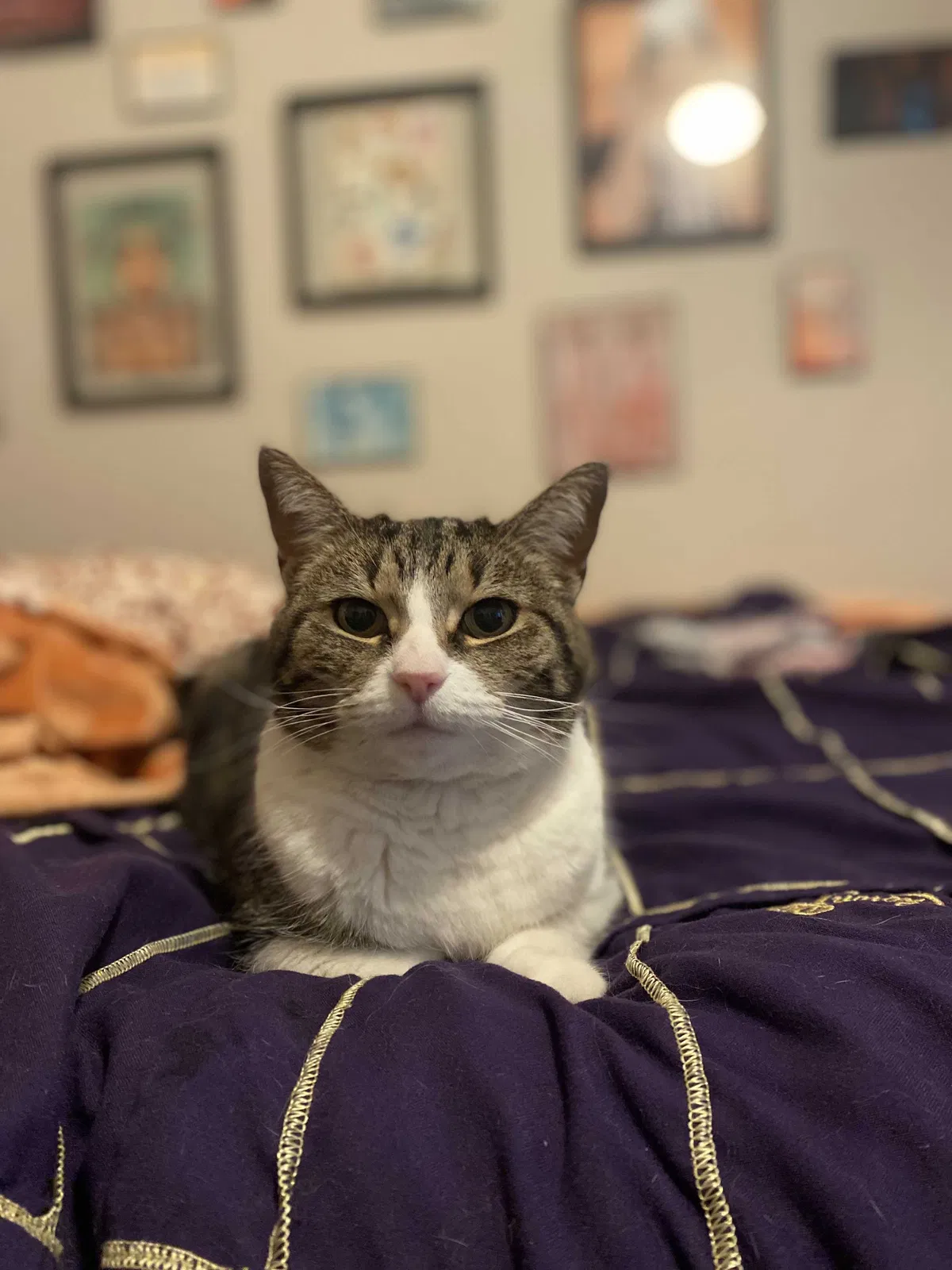 Lost cat in Reno, NV, 89512