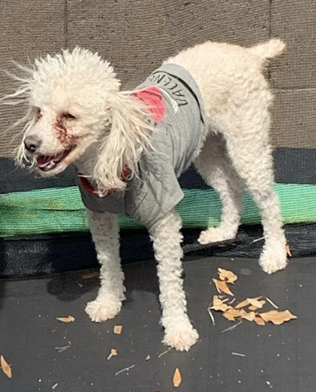 Lost dog in Phoenix, AZ, 85033
