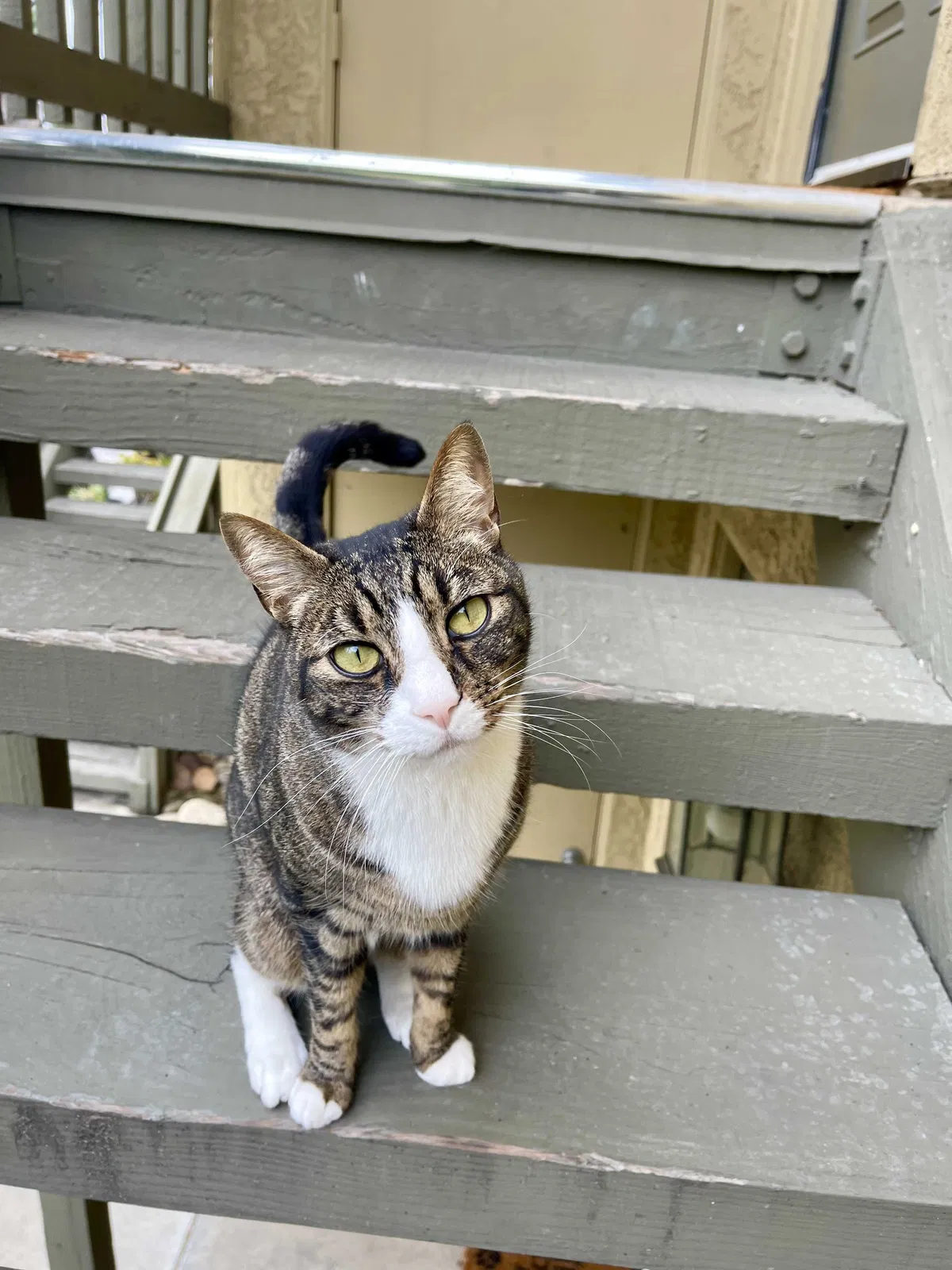 Lost cat in Escondido, CA, 92026