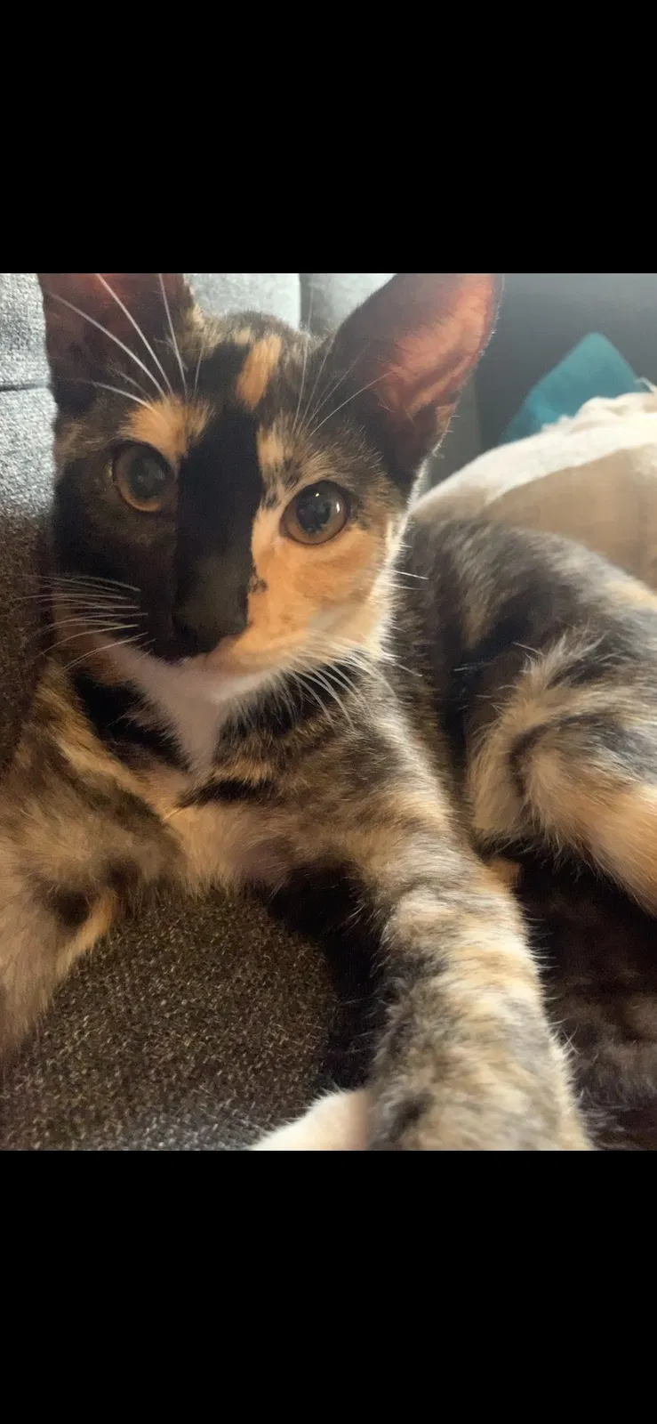 Lost cat in Los Angeles, CA, 90016