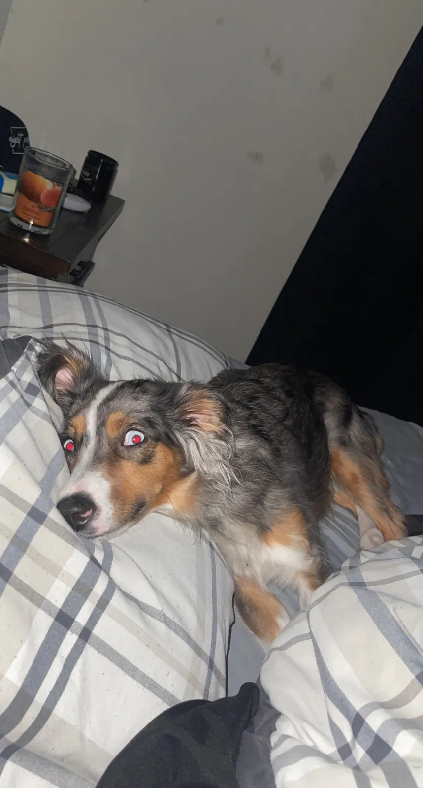 Lost dog in Saint Joseph, MO, 64507