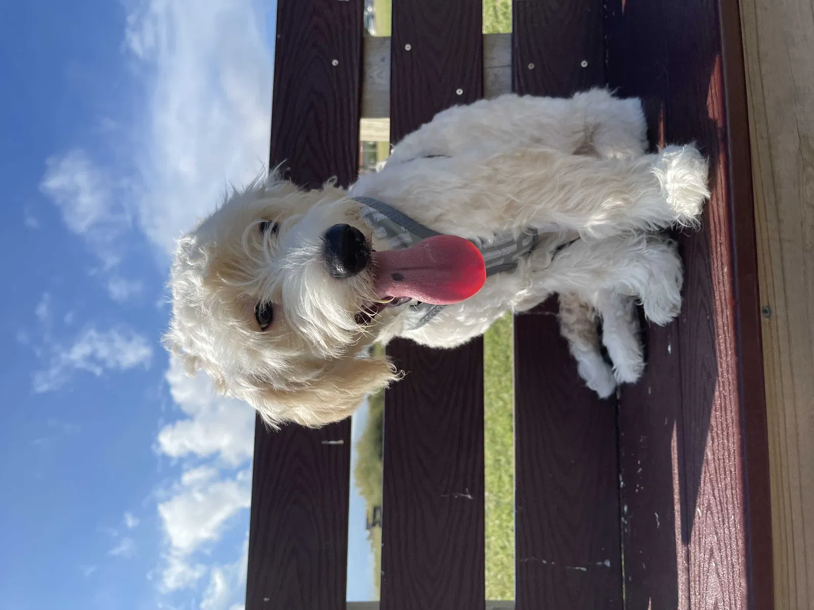 Lost dog in Houston, TX, 77072
