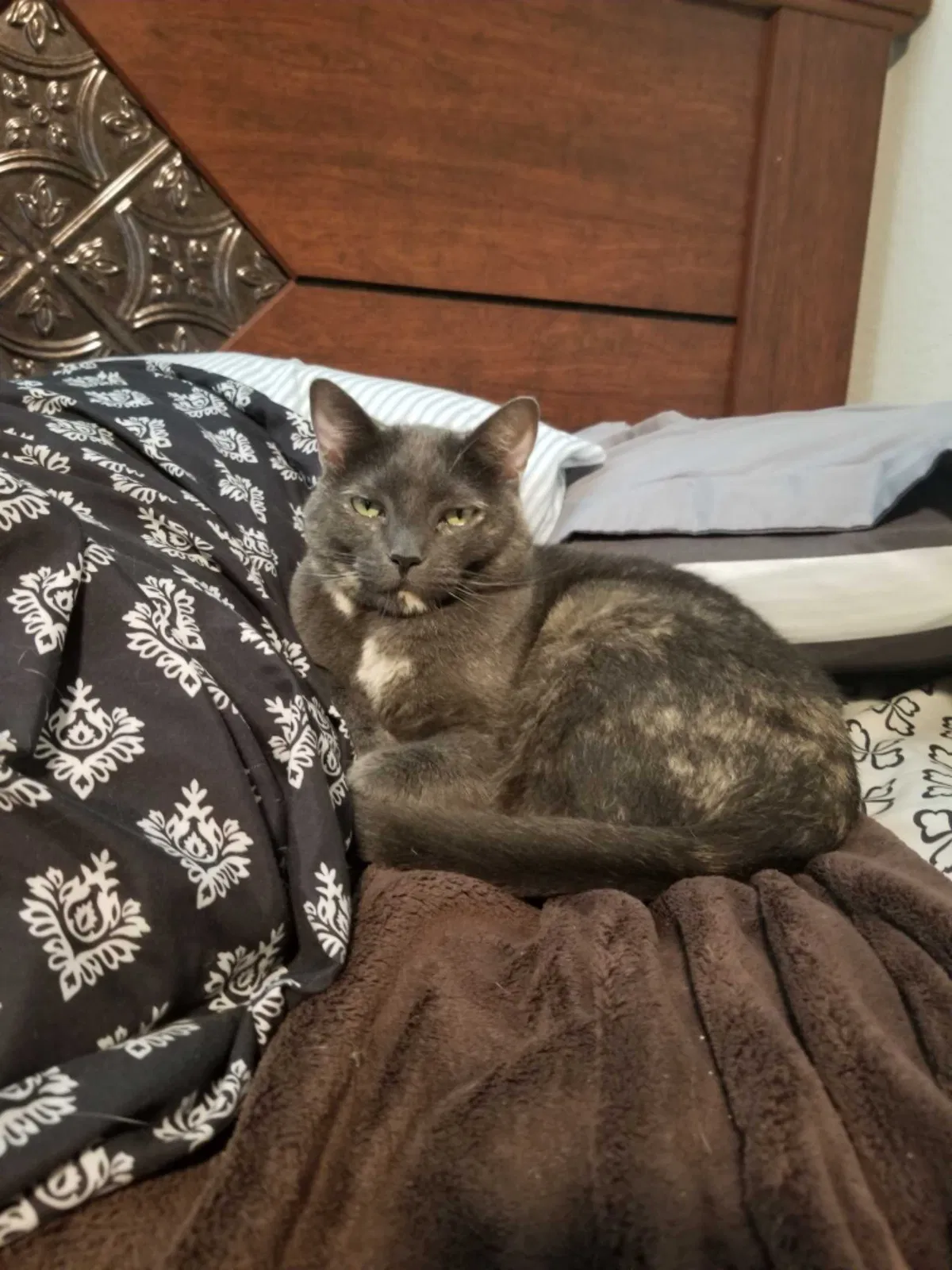 Lost cat in Galveston, TX, 77551