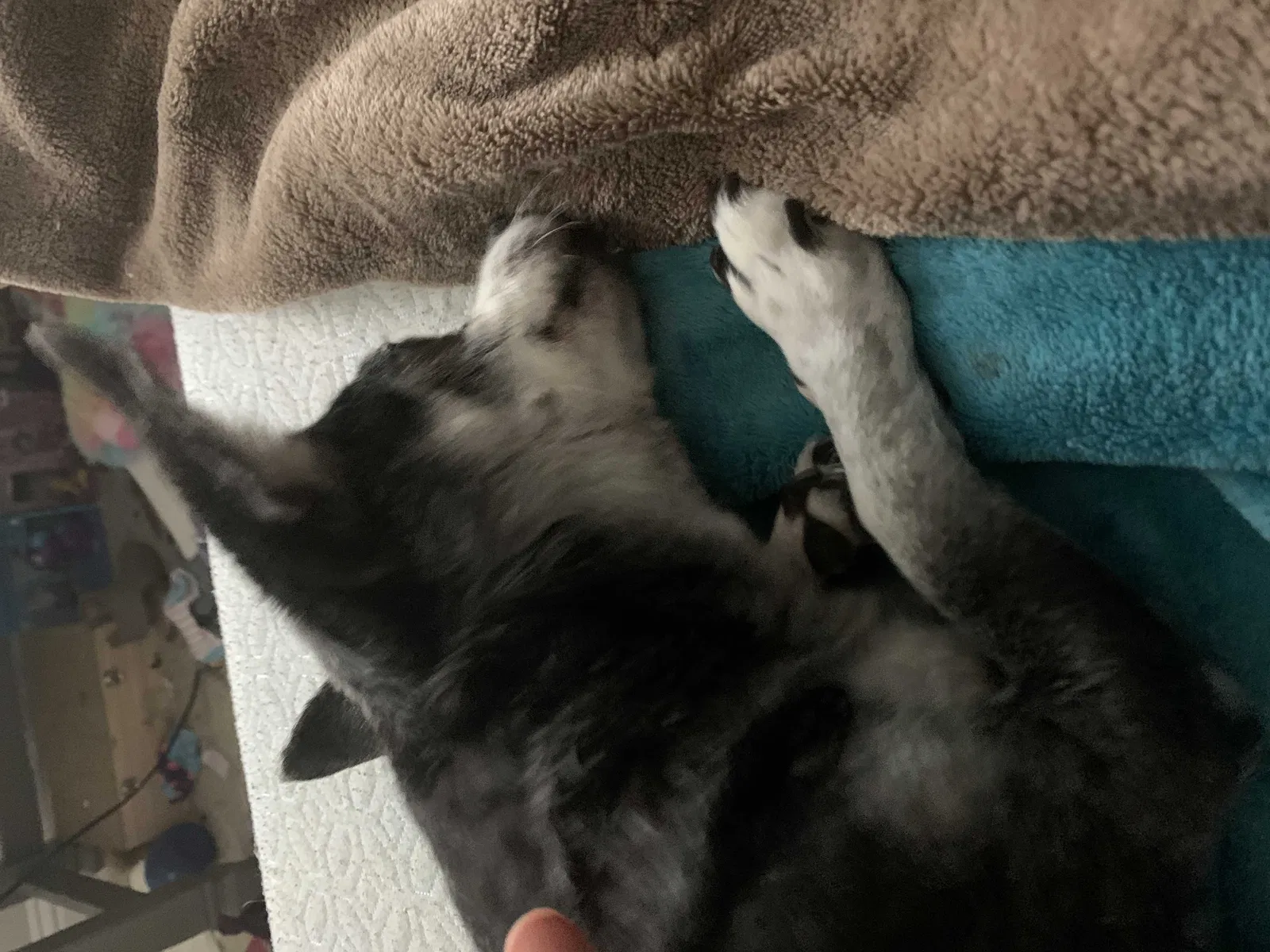Found dog in Rockwall, TX, 75087