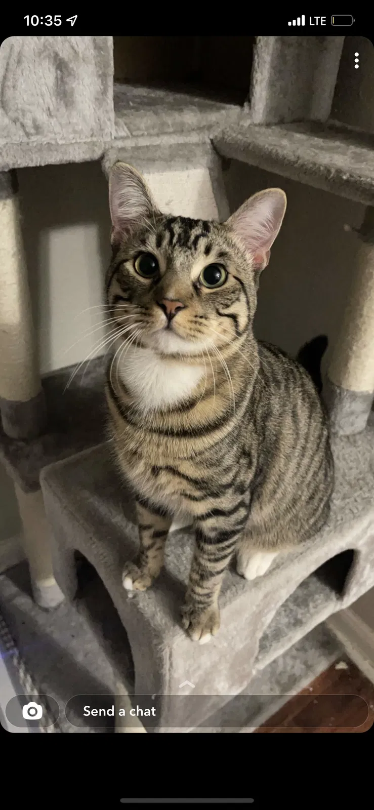 Lost cat in Baytown, TX, 77520