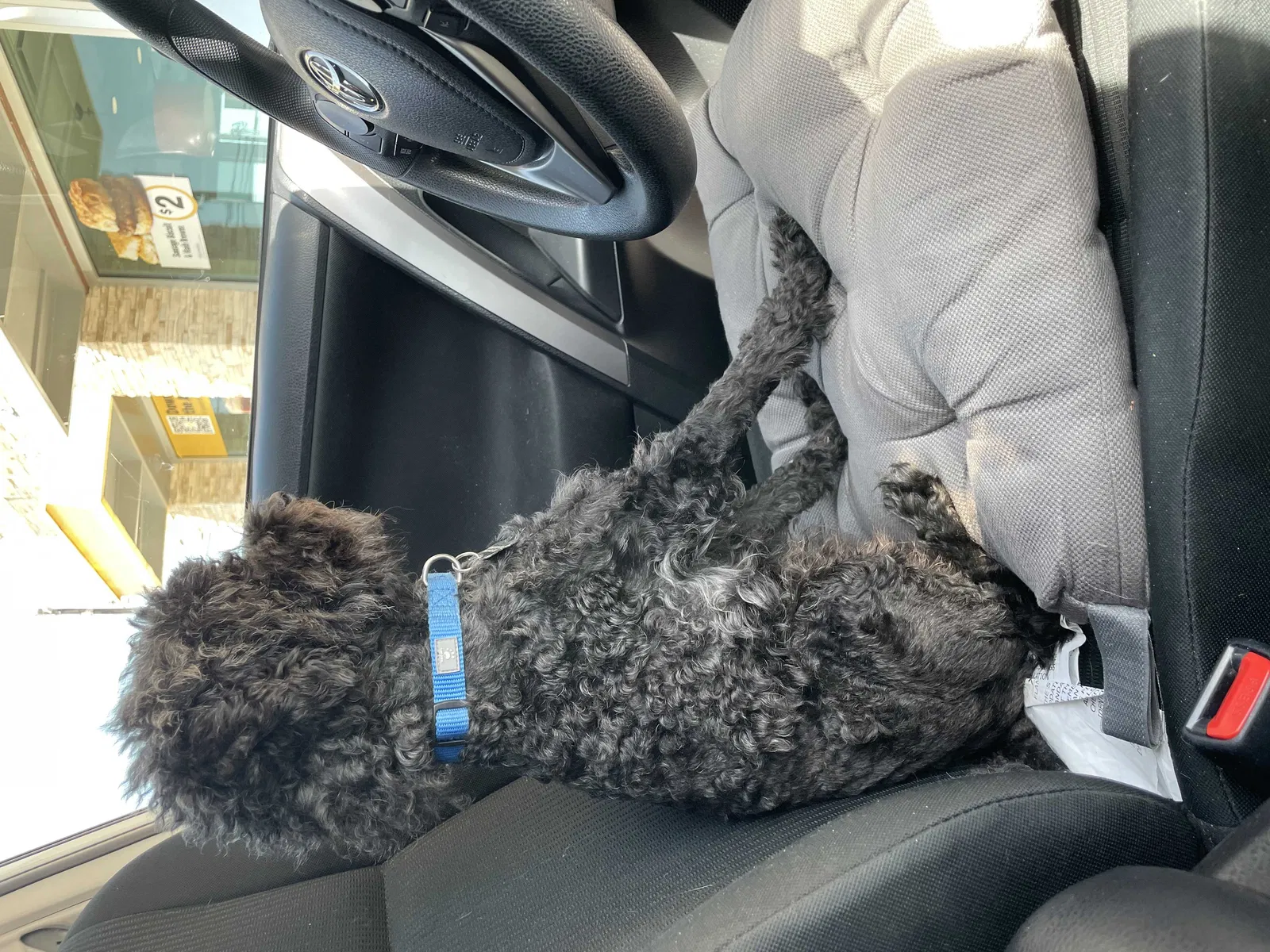 Lost dog in Houston, TX, 77099