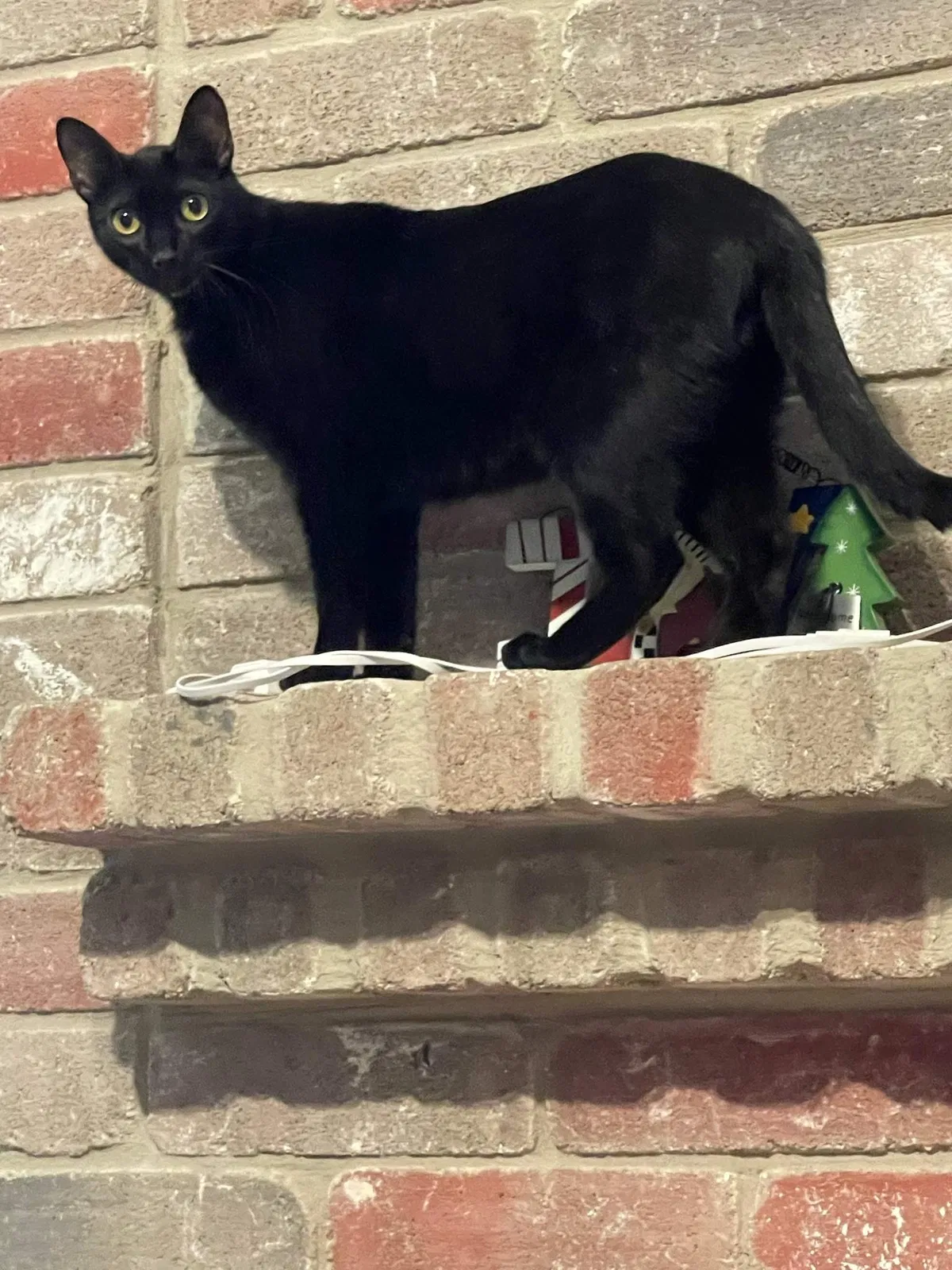 Lost cat in San Antonio, TX, 78250