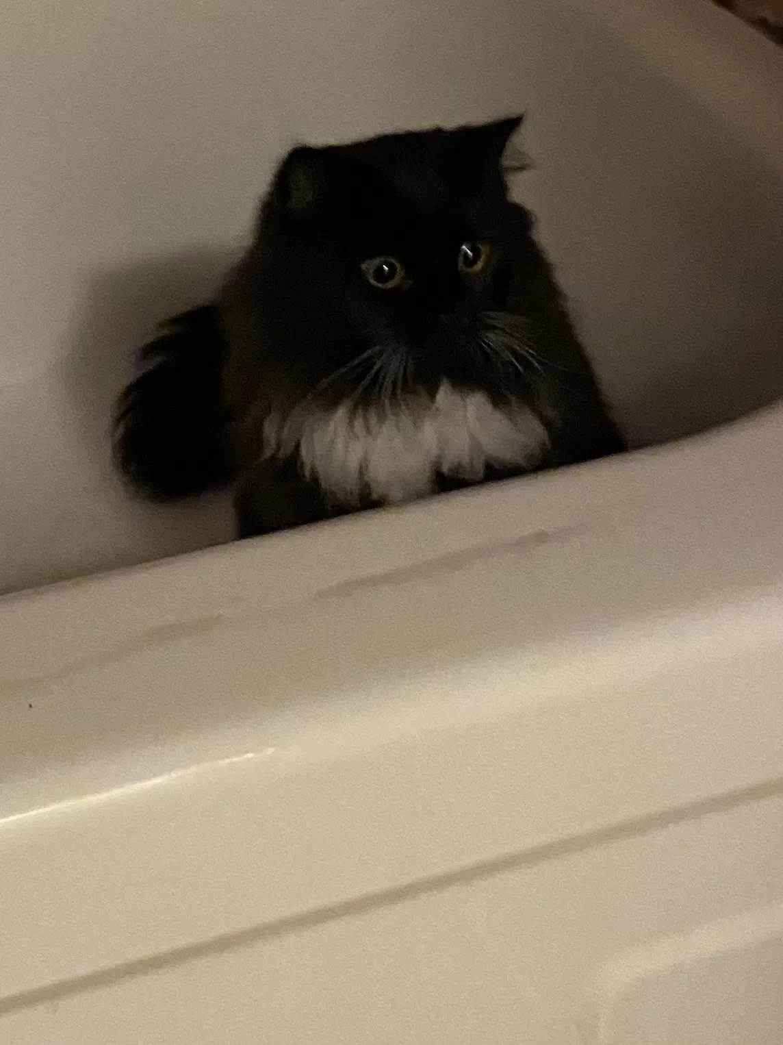 Lost cat in Alhambra, CA, 91801