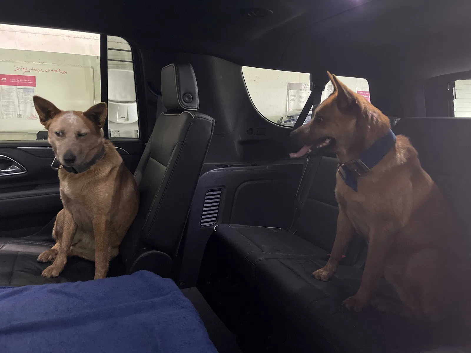 Found dog in Memphis, TN, 38118
