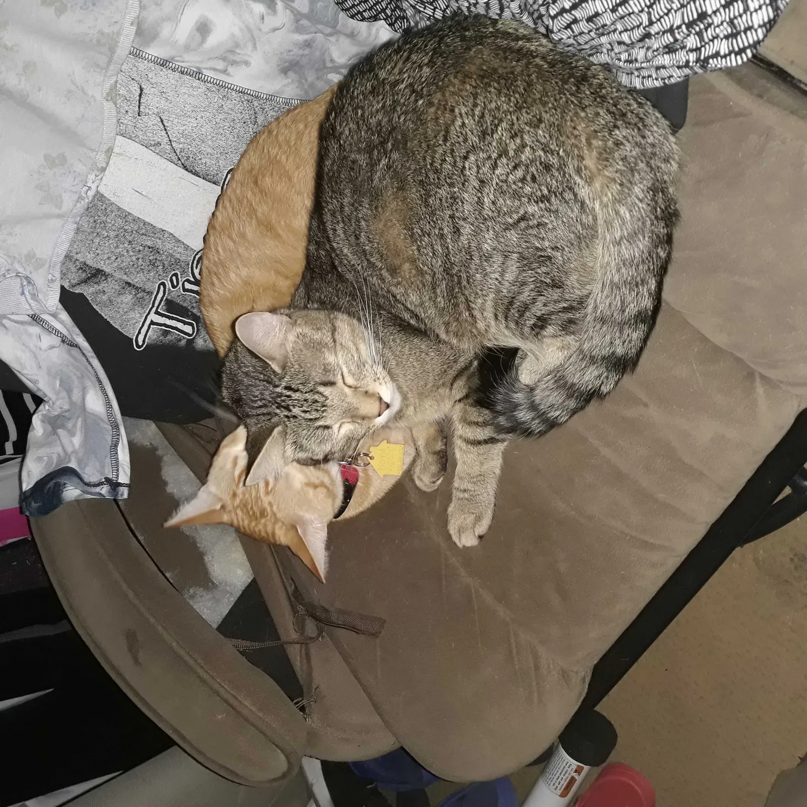 Lost cat in Houston, TX, 77012