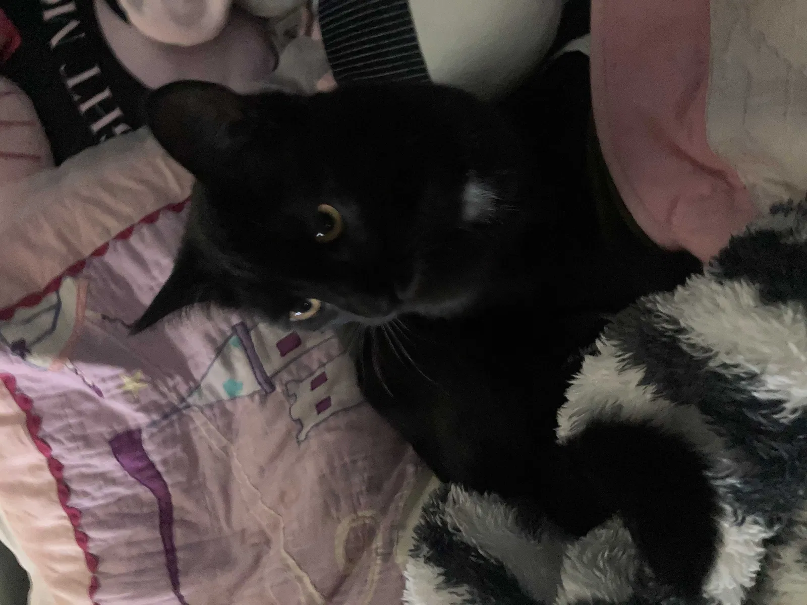 Lost cat in Marietta, GA, 30008