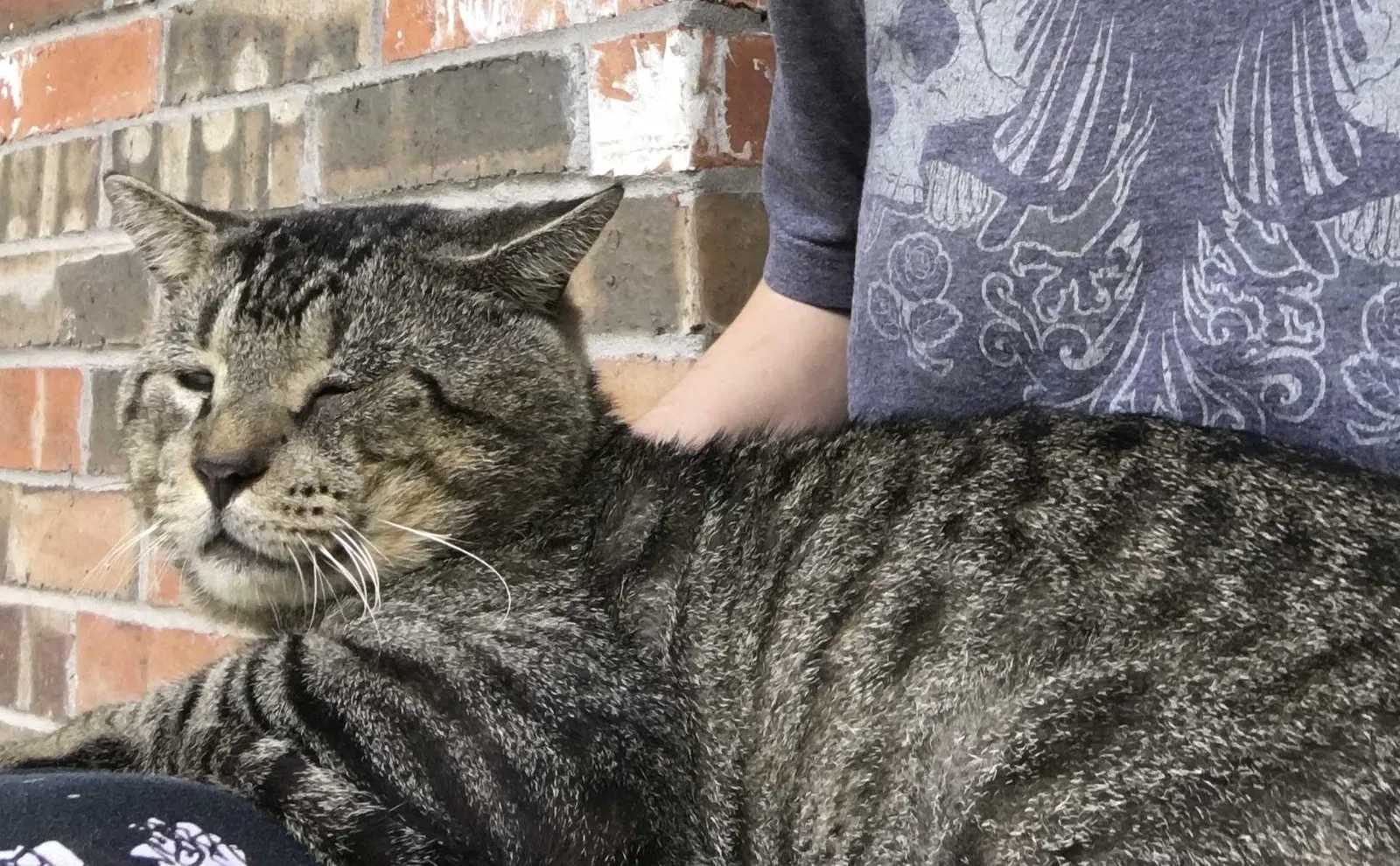 Lost cat in Spring, TX, 77379
