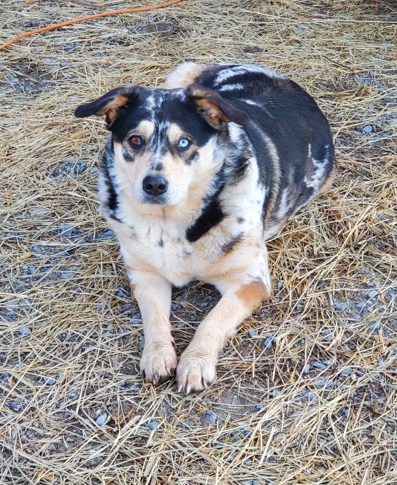 Lost dog in Tazewell, TN, 37879