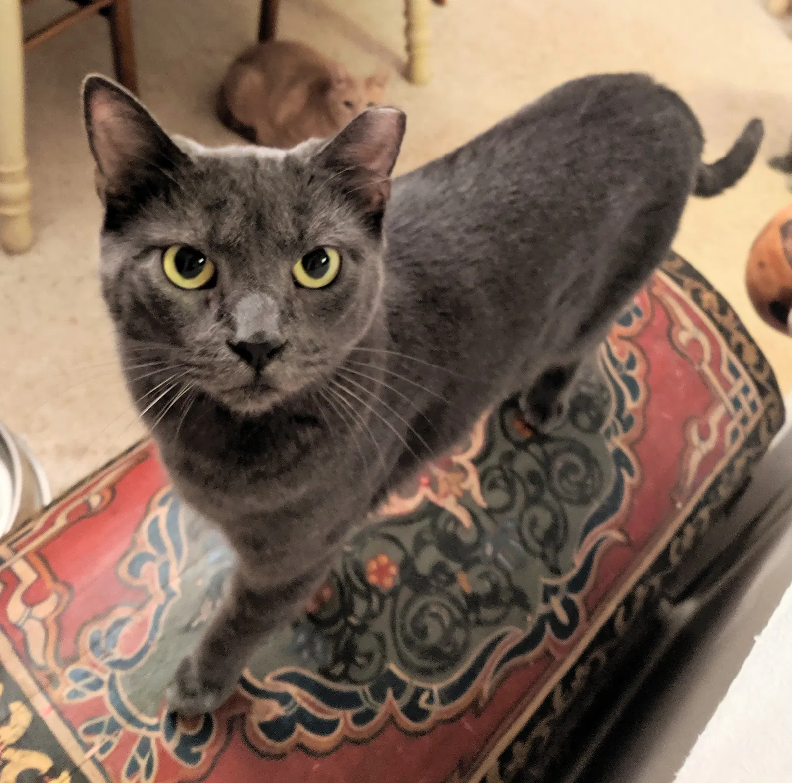 Lost cat in Bel Air, MD, 21014