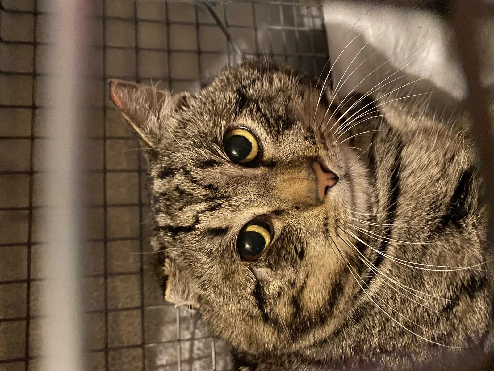 Lost cat in San Francisco, CA, 94132