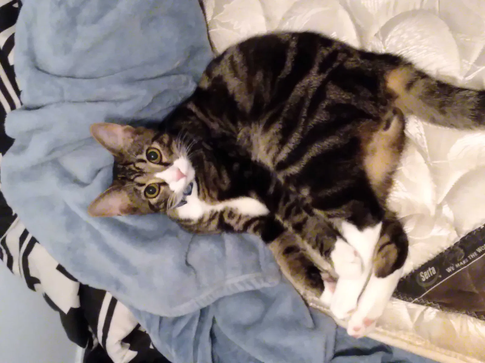 Lost cat in Jacksonville, FL, 32244