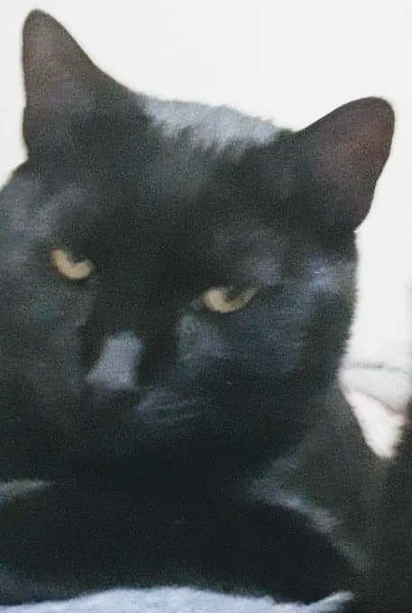 Lost cat in Tullahoma, TN, 37388
