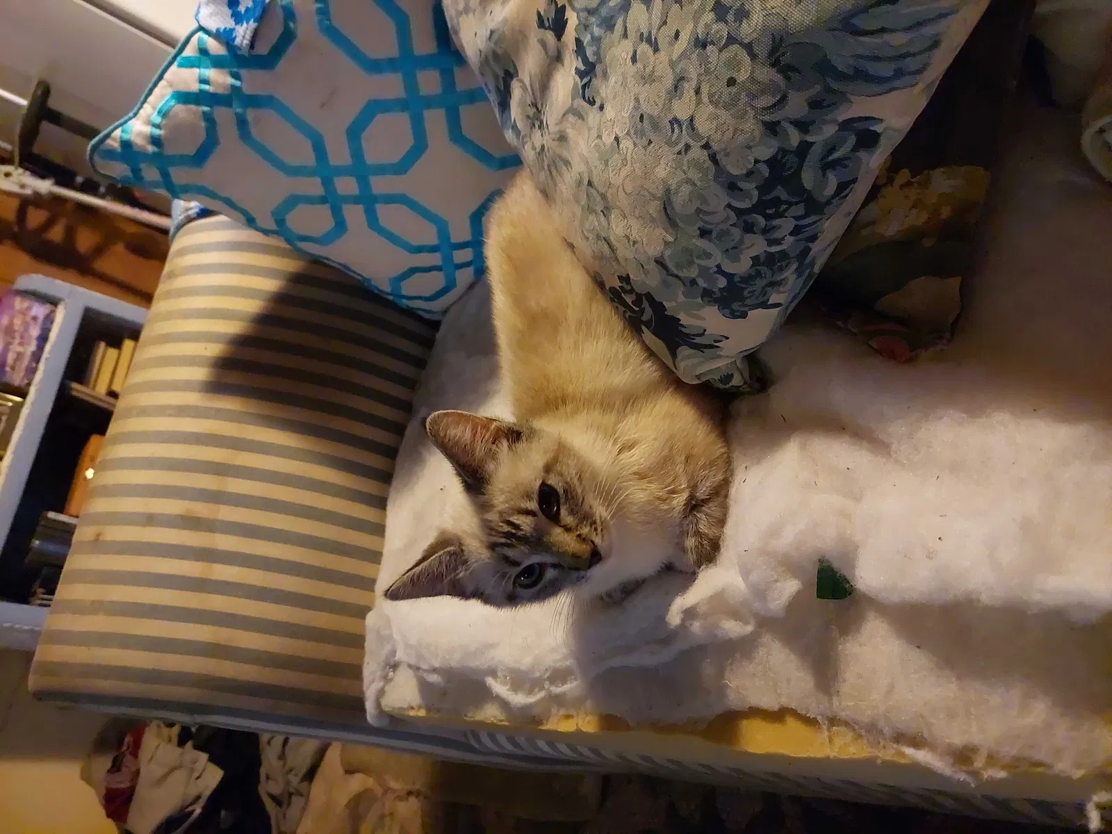 Lost cat in Saint Simons Island, GA, 31522
