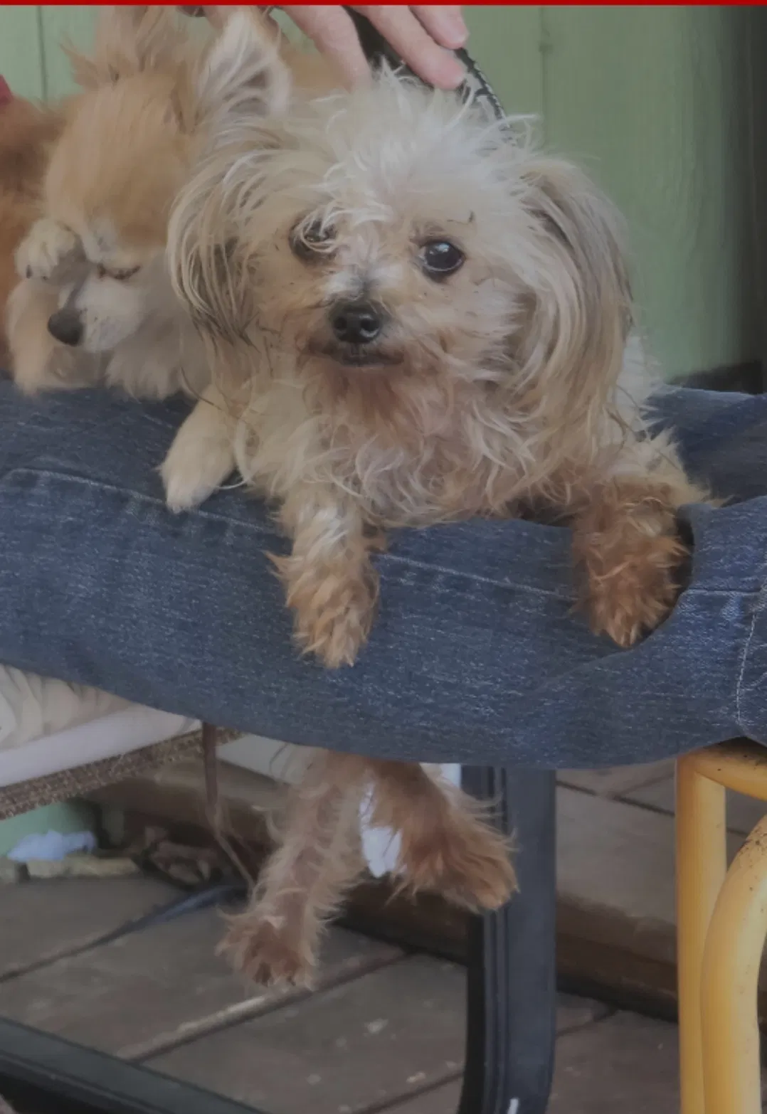 Lost dog in San Antonio, TX, 78214