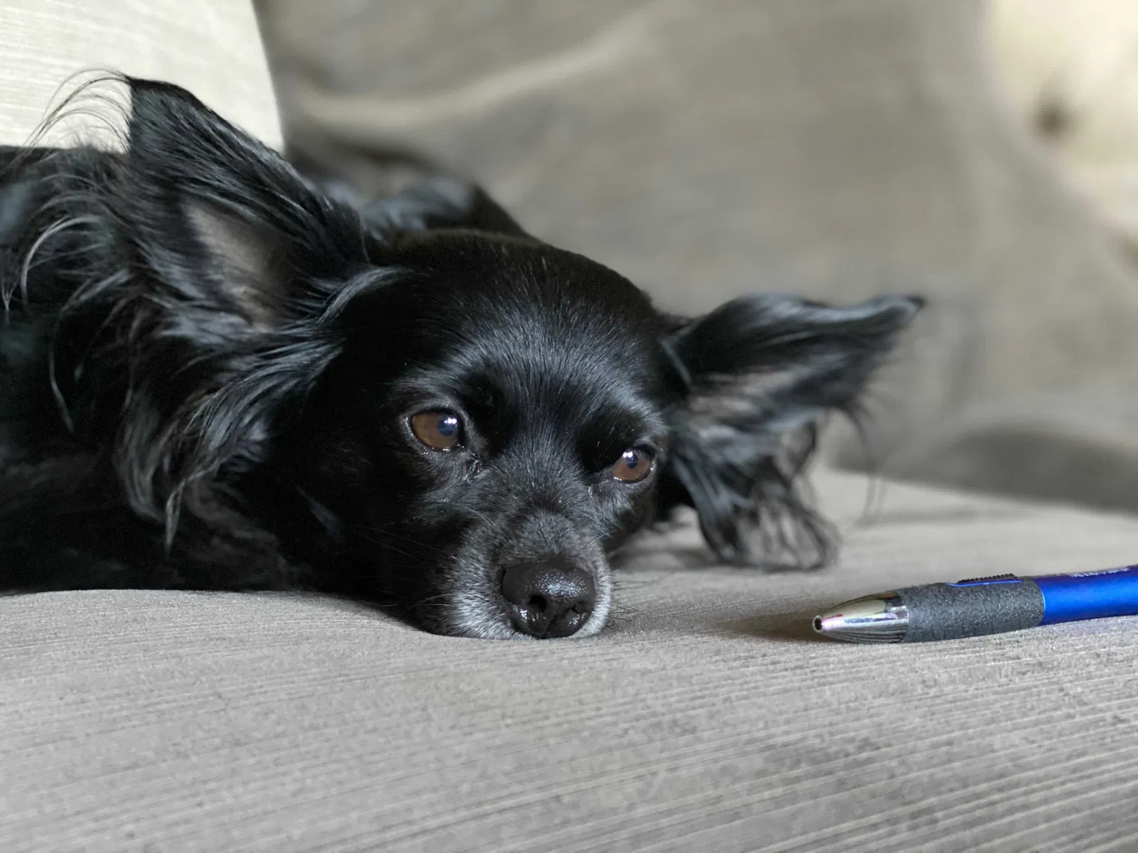 Lost dog in Tampa, FL, 33617