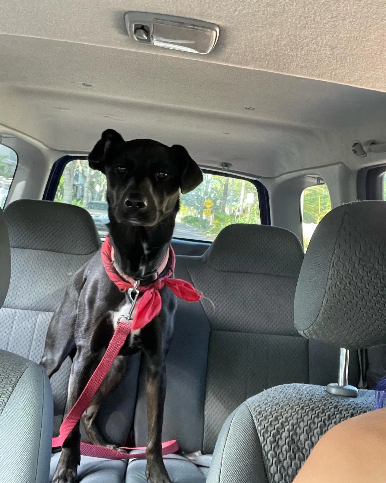 Lost dog in Saint Petersburg, FL, 33704
