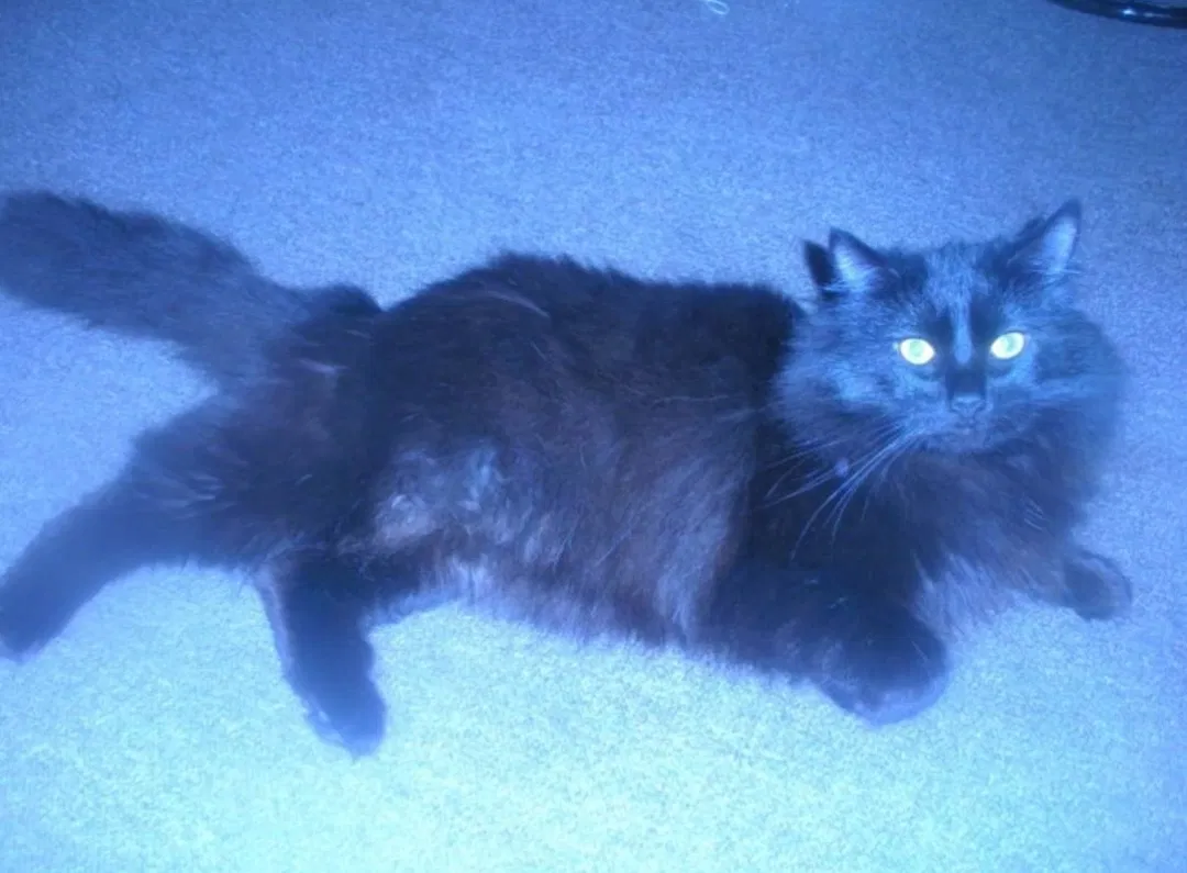Lost cat in Sebastian, FL, 32958