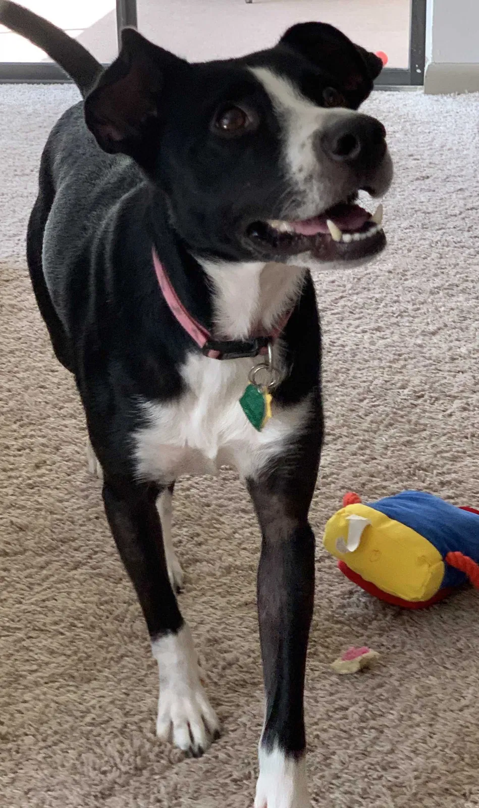 Lost dog in Birmingham, AL, 35226
