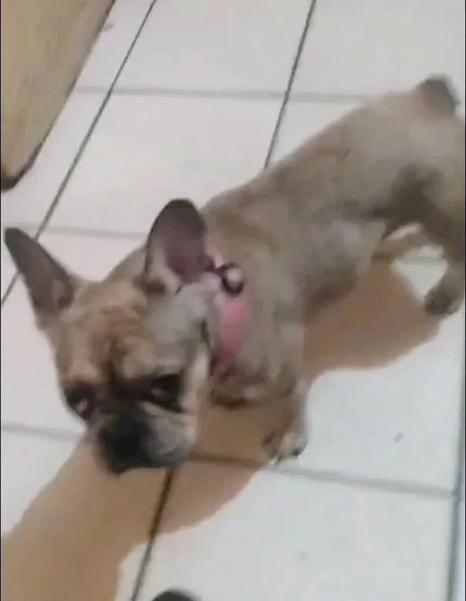 Lost dog in Tampa, FL, 33617