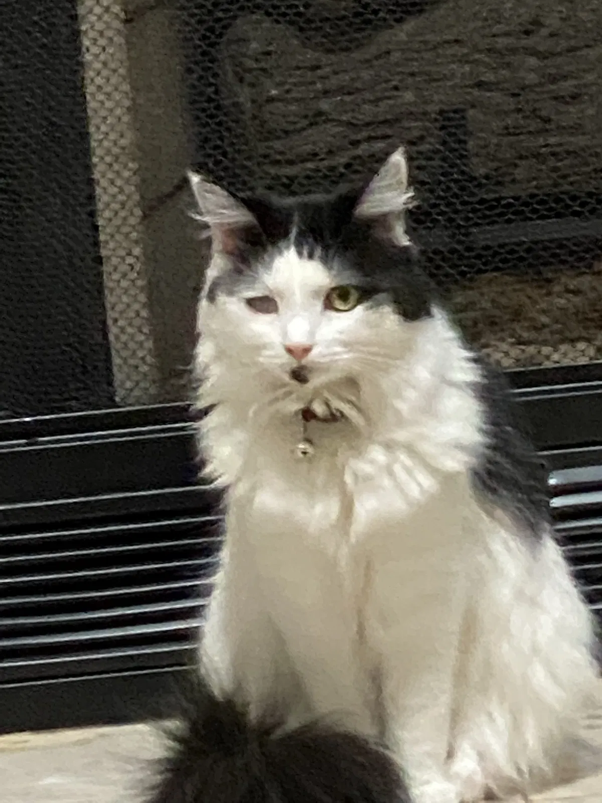 Lost cat in Nederland, TX, 77627