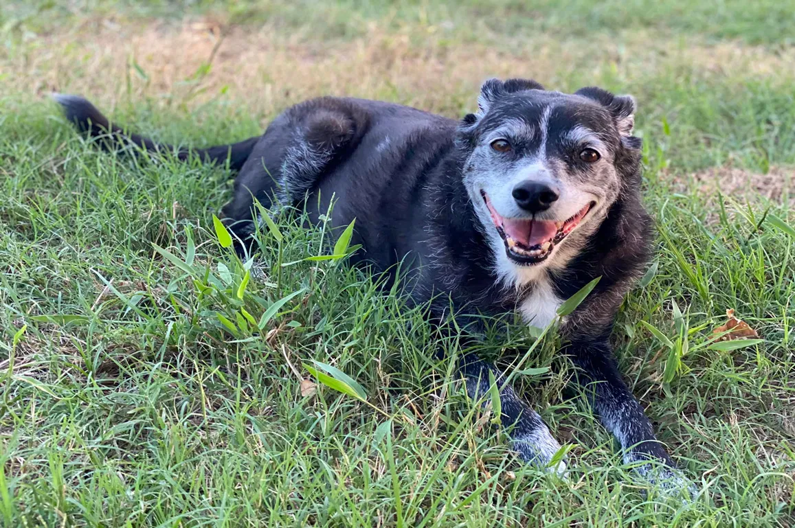 Lost dog in Bastrop, TX, 78602