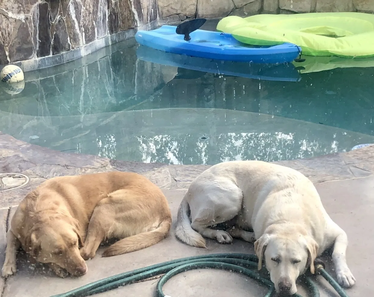 Lost dog in Temecula, CA, 92592