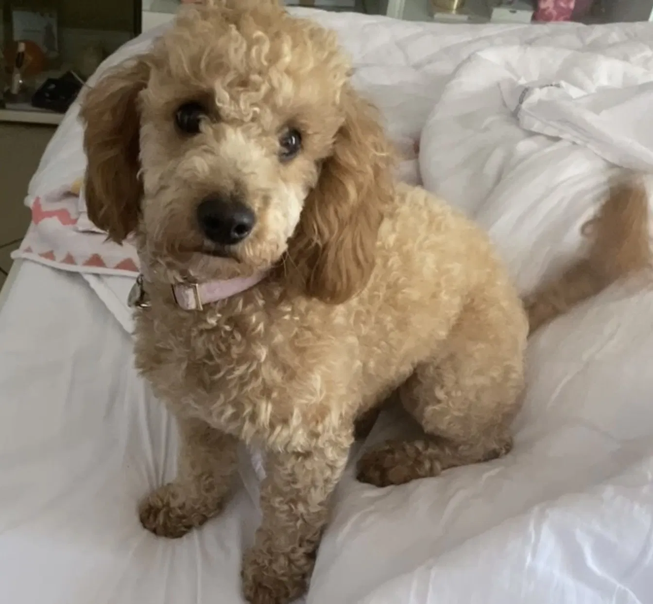 Lost dog in Miami, FL, 33157