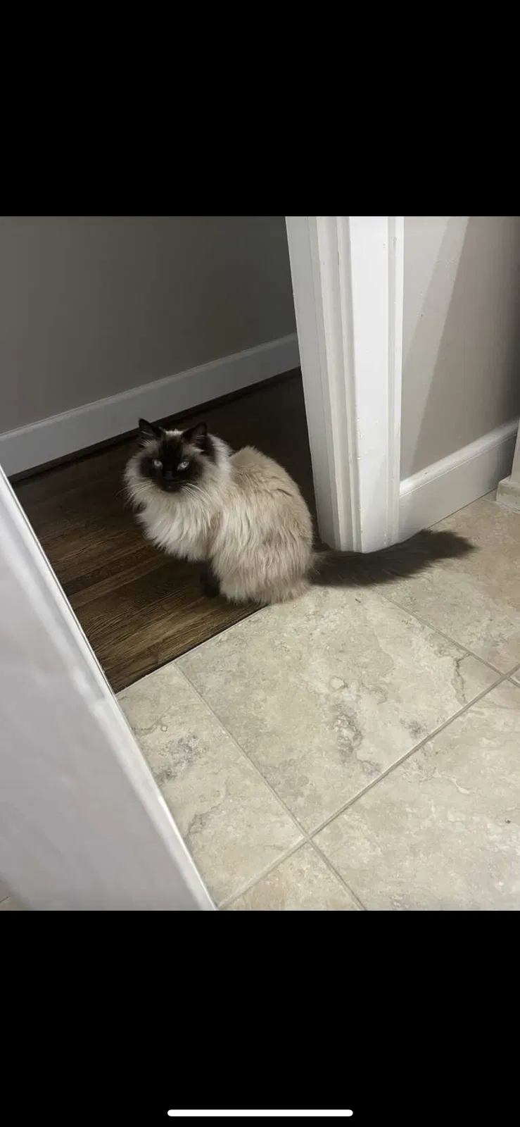 Lost cat in Rome, GA, 30161