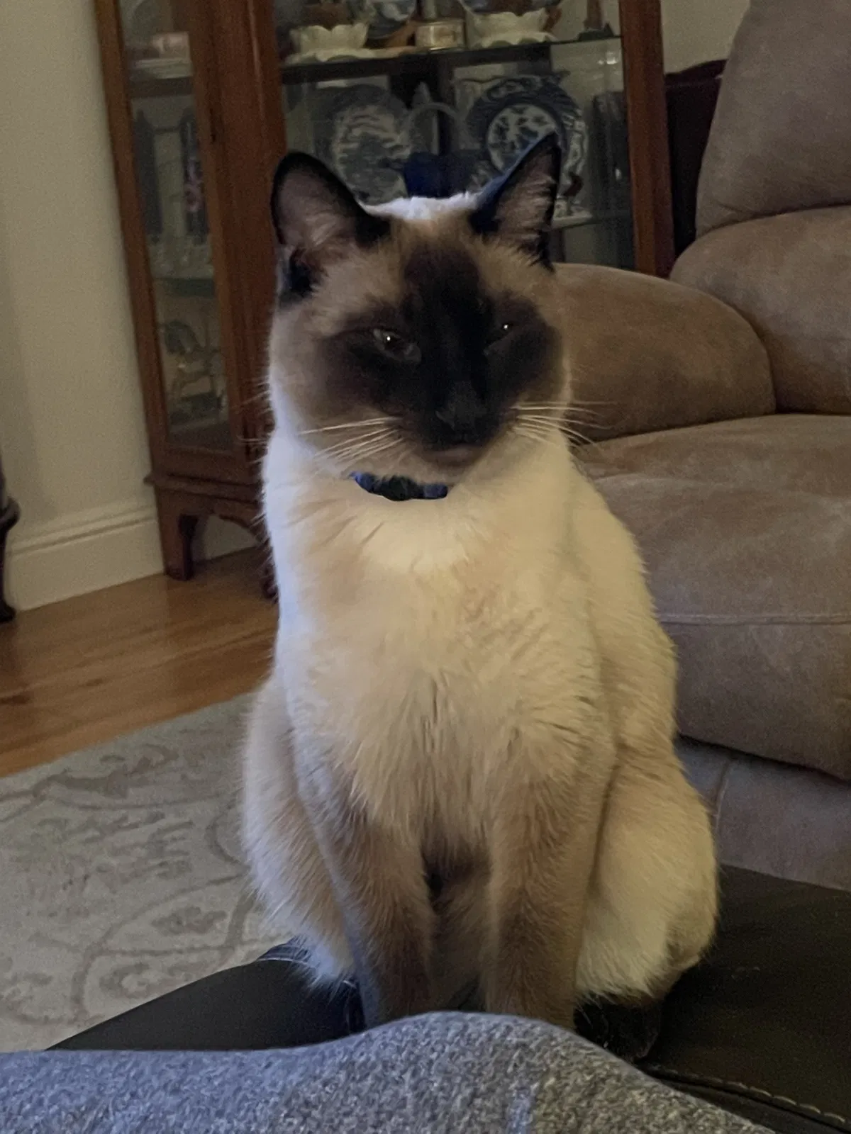 Lost cat in Las Vegas, NV, 89147