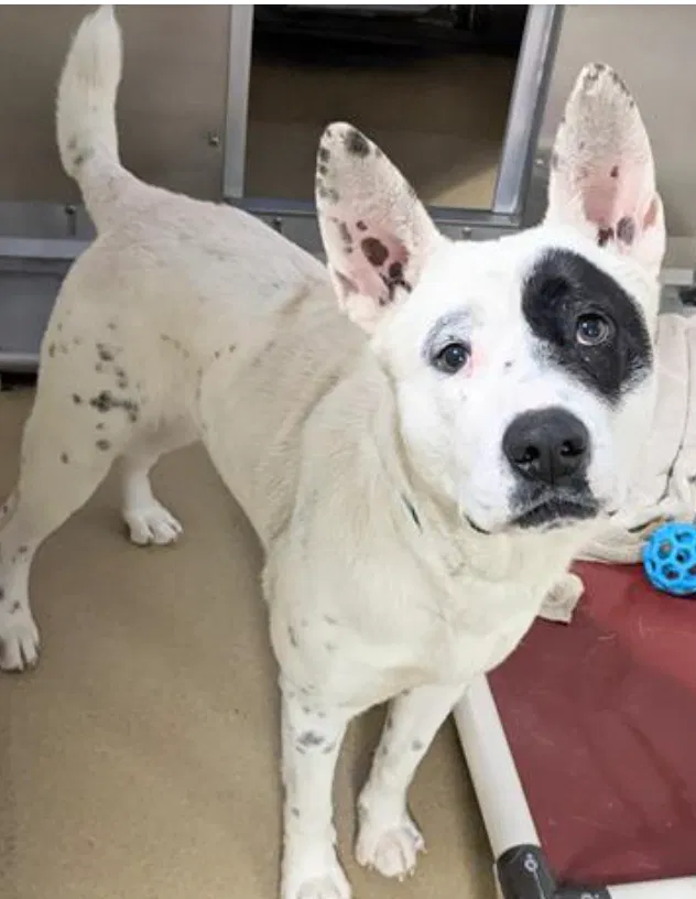 Lost dog in Carrboro, NC, 27510