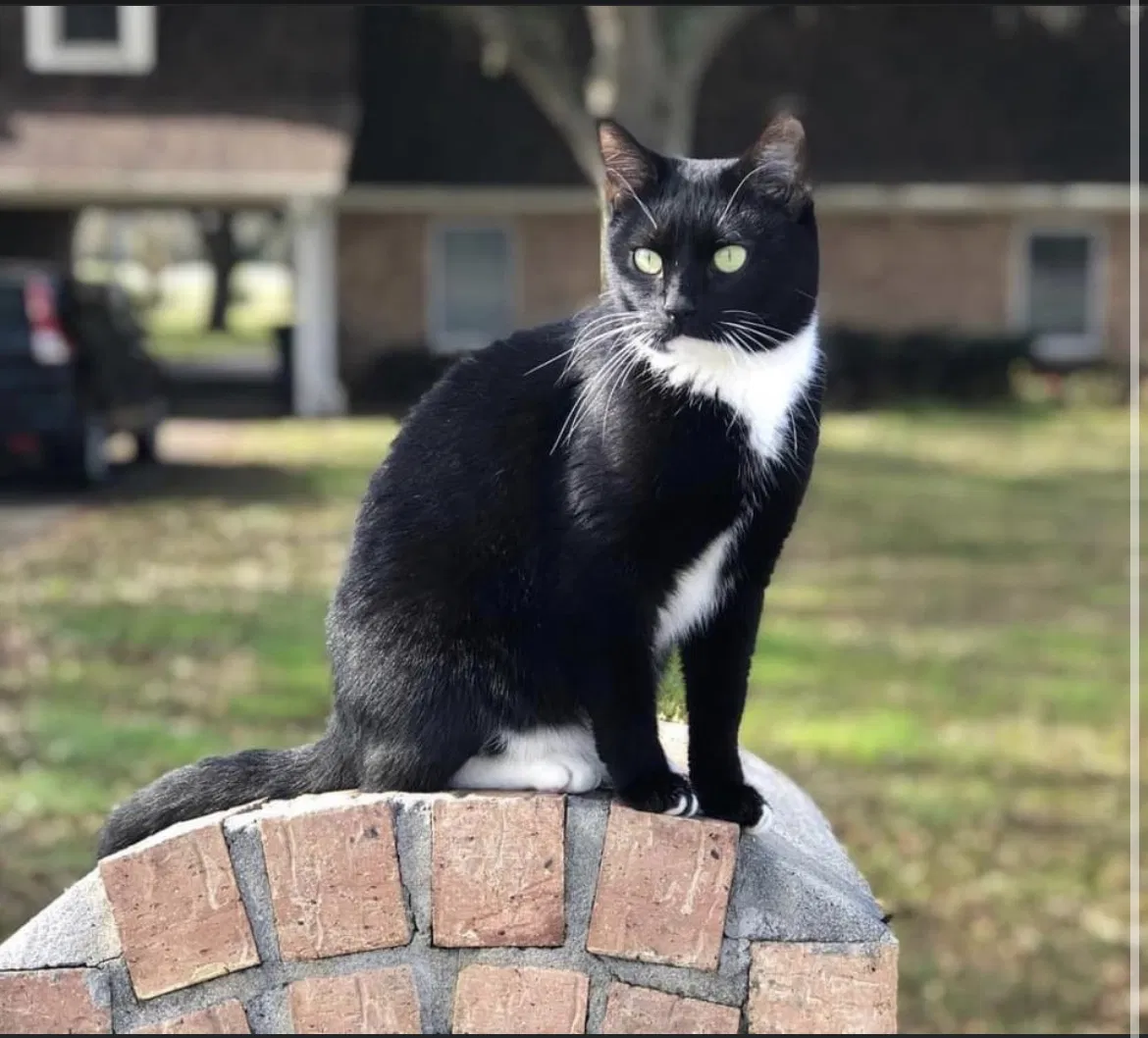 Lost cat in Katy, TX, 77494