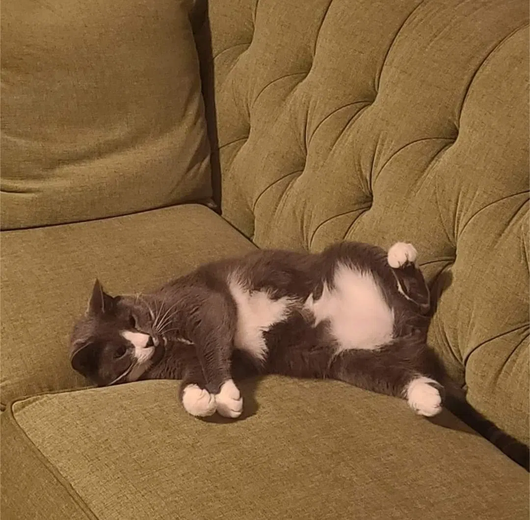 Lost cat in Morrisville, PA, 19067